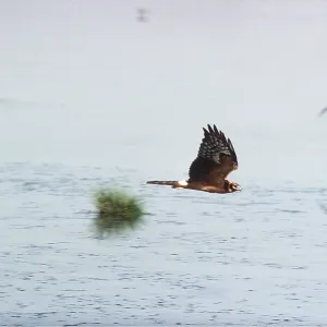 PALLID HARRIER - IN FLIGHT
