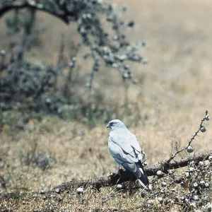 PALLID HARRIER - male PALLID HARRIER - male