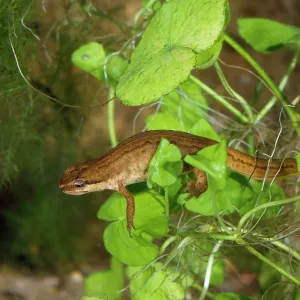 PALMATE NEWT IN LEAVES PALMATE NEWT IN LEAVES