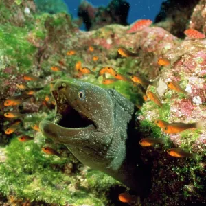 Panamic Moray Eel - with mouth open surrounded Panamic Moray Eel - with mouth open surrounded