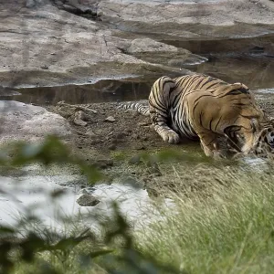 Panthera tigris, Ranthambore National Park, India Panthera tigris, Ranthambore National Park, India
