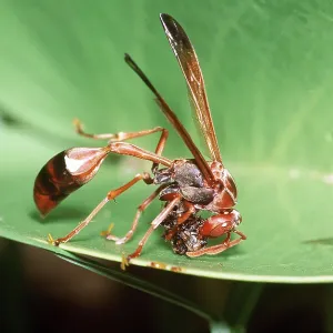 Paper Wasp chewing caterpillar / larvae Paper Wasp chewing caterpillar / larvae