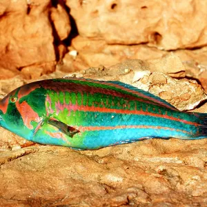 PARROT FISH - Just caught PARROT FISH - Just caught