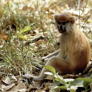 Patas Monkey Patas Monkey
