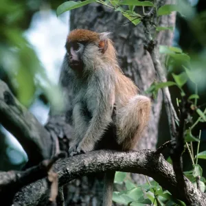Patas Monkey - juvenile in tree Patas Monkey - juvenile in tree