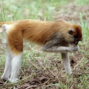 Patas Monkey - male Patas Monkey - male