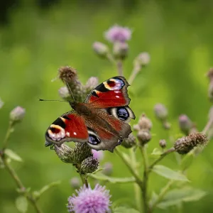 A peacock butterfly (Inachis io) sitting on a pink flower in a green forest A peacock butterfly (Inachis io) sitting on a pink flower in a green forest