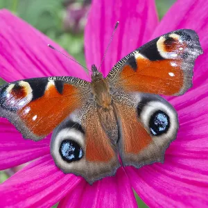 Peacock Butterfly resting on cosmos flower, Norfolk UK Peacock Butterfly resting on cosmos flower, Norfolk UK