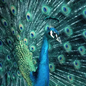 PEACOCK / PEAFOWL - male displaying