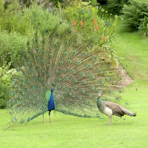 Peacock / Peafowl - Male displaying to female / Peahen