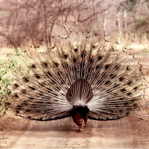 PEACOCK / PEAFOWL - male, displaying on track PEACOCK / PEAFOWL - male, displaying on track