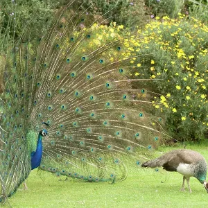 Peacocks / Peafowl - Male displaying to female / Peahen
