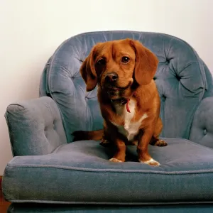 Peagle Dog - a crossbreed between a Pekingese and a Beagle Peagle Dog - a crossbreed between a Pekingese and a Beagle