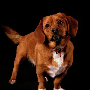 Peagle Dog - a crossbreed between a Pekingese and a Beagle Peagle Dog - a crossbreed between a Pekingese and a Beagle