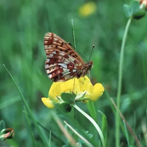 Pearl-bordered Fritillary Butterfly Pearl-bordered Fritillary Butterfly