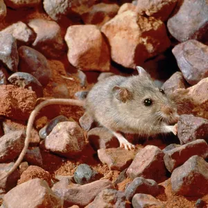 Pebble Mount / Mound Mouse - pushing stone from burrow