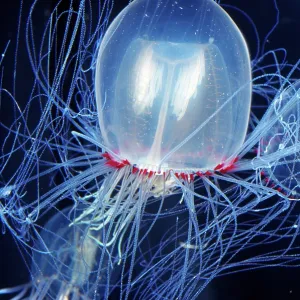 Pencillate Jellyfish - (Bell Medusa) - Bioluminescent Pencillate Jellyfish - (Bell Medusa) - Bioluminescent