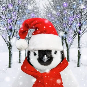 Penguin Chick wearing a red Christmas Santa hat Penguin Chick wearing a red Christmas Santa hat
