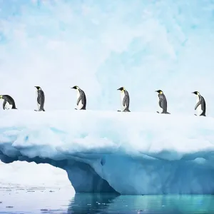 Penguins - line walking along iceberg Penguins - line walking along iceberg