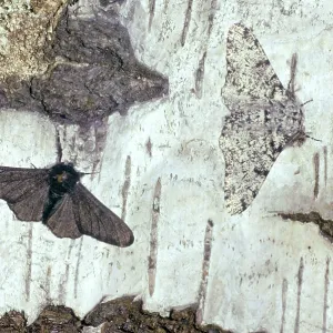 Peppered MOTH - Melanic and Typical Form Peppered MOTH - Melanic and Typical Form