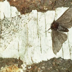 PEPPERED MOTH - Melanic and Typical Form PEPPERED MOTH - Melanic and Typical Form