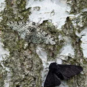 Peppered Moths - normal and black form - resting Peppered Moths - normal and black form - resting