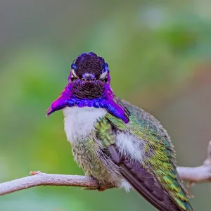 Perched Male Costa's Hummingbird (Calypte costae) Perched Male Costa's Hummingbird (Calypte costae)