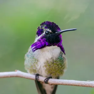 Perched Male Costa's Hummingbird (Calypte costae) Perched Male Costa's Hummingbird (Calypte costae)