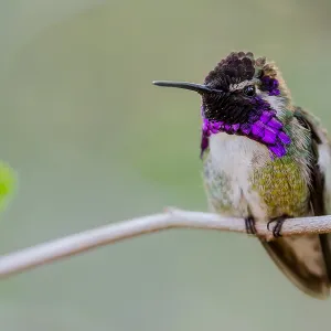 Perched Male Costa's Hummingbird (Calypte costae) Perched Male Costa's Hummingbird (Calypte costae)