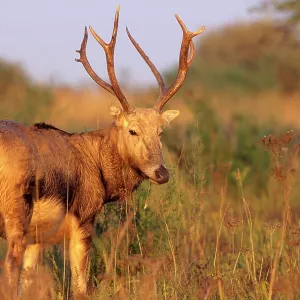 Pere DavidIs DEER - male, extinct in wild Pere DavidIs DEER - male, extinct in wild