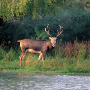 Pere DavidIs DEER - male, extinct in wild Pere DavidIs DEER - male, extinct in wild