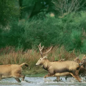 Pere DavidIs DEER - running in water, extinct in wild Pere DavidIs DEER - running in water, extinct in wild