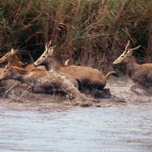 Pere DavidIs DEER - running in water, extinct in wild Pere DavidIs DEER - running in water, extinct in wild