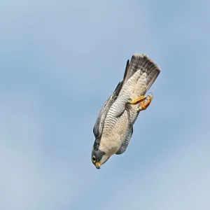 Peregrine Falcon - adult in flight Peregrine Falcon - adult in flight