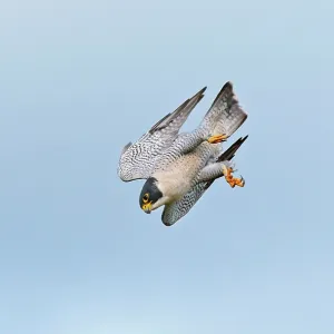 Peregrine Falcon - adult in flight Peregrine Falcon - adult in flight