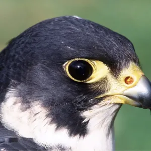 PEREGRINE FALCON - close-up of head PEREGRINE FALCON - close-up of head