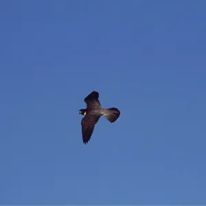 PEREGRINE FALCON - in flight PEREGRINE FALCON - in flight