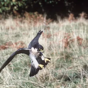 Peregrine FALCON - in flight with talons out Peregrine FALCON - in flight with talons out