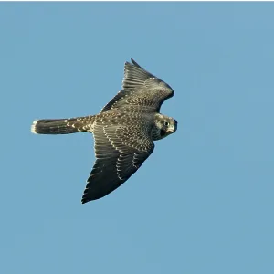 Peregrine Falcon - immature Peregrine Falcon - immature