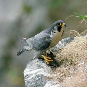Peregrine Falcon - male with prey at nest Peregrine Falcon - male with prey at nest
