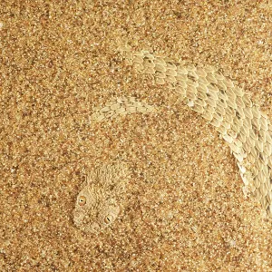 Peringuey's Adder Peringuey's Adder