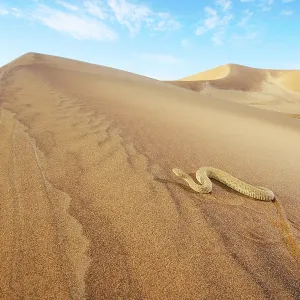 Peringuey's Adder Peringuey's Adder