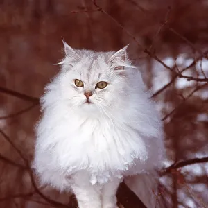 PERSIAN CAT - Silver-shaded, on tree PERSIAN CAT - Silver-shaded, on tree