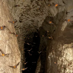 Persian Leaf Nosed Bats - in flight in cave Persian Leaf Nosed Bats - in flight in cave