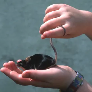 Pet Black Mouse - held in hands Pet Black Mouse - held in hands