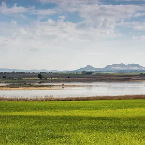 Petrola Lagoon with wheat fields and Flamingos