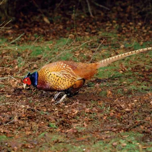 Pheasant - in autumn woodland - UK Pheasant - in autumn woodland - UK