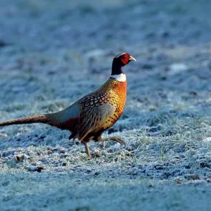 PHEASANT - on icy ground PHEASANT - on icy ground