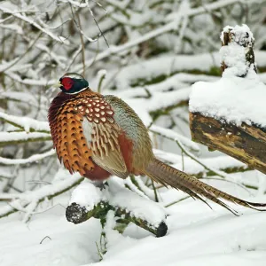 Pheasant - male in the snow - February