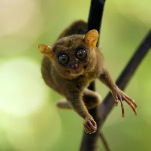 Philippine Tarsier Philippine Tarsier